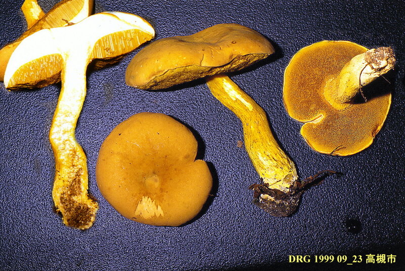 Boletus_ornatipes_1999_0923_mont