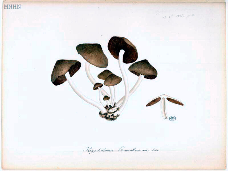 p 105 droite Hypholoma Candolleanum Fries 13 oct 1886
