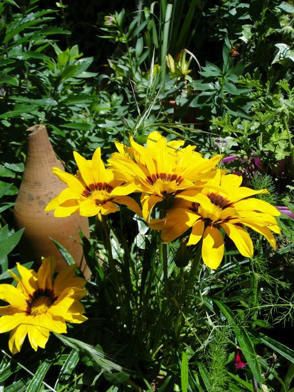 DSC05082 gazanias 1