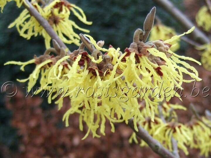 hamamelis mollis