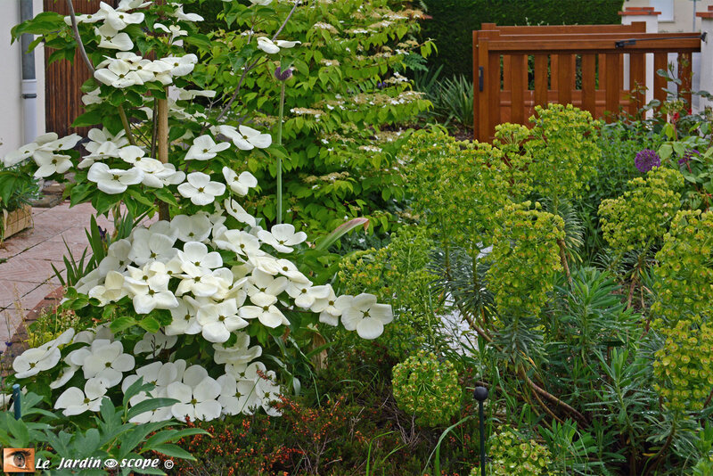 Massif-Cornus