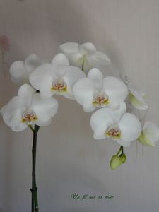 orchid_e_blanche