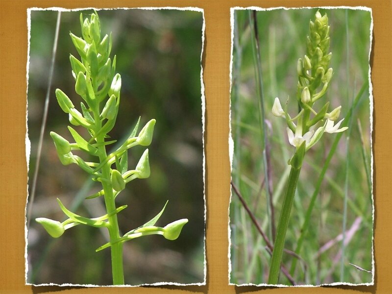 dernières orchidées