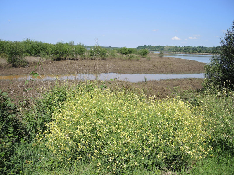 Marais d'Orx, sentier sud, fleurs et marais(40)