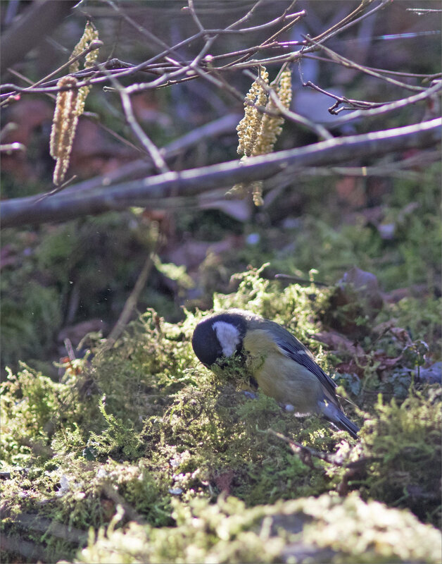 oiseau mésange charb mousse matin 060321 15 ym