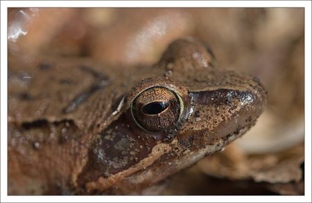 Galuchet_grenouille_GP_1_210310