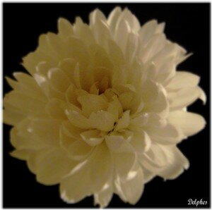 fleur_blanche