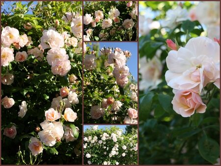 Roses du jardin fin Mai 2009 (11)