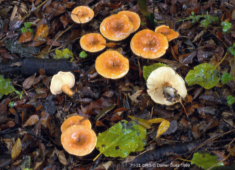 Clitocybe acromelalga 99_11_01_0004SMOPTCR