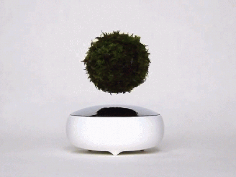 air-bonsai-2