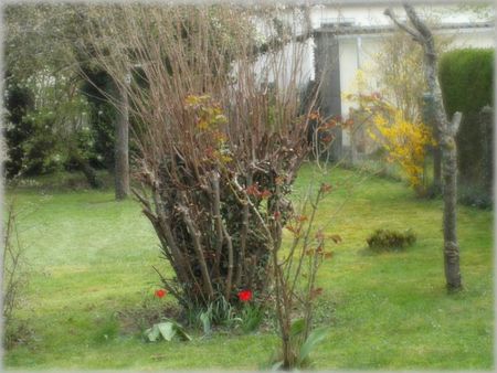 jardin avril 2012 008