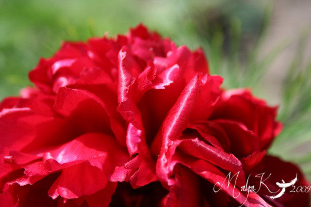 1er_mai_fleur_rouge