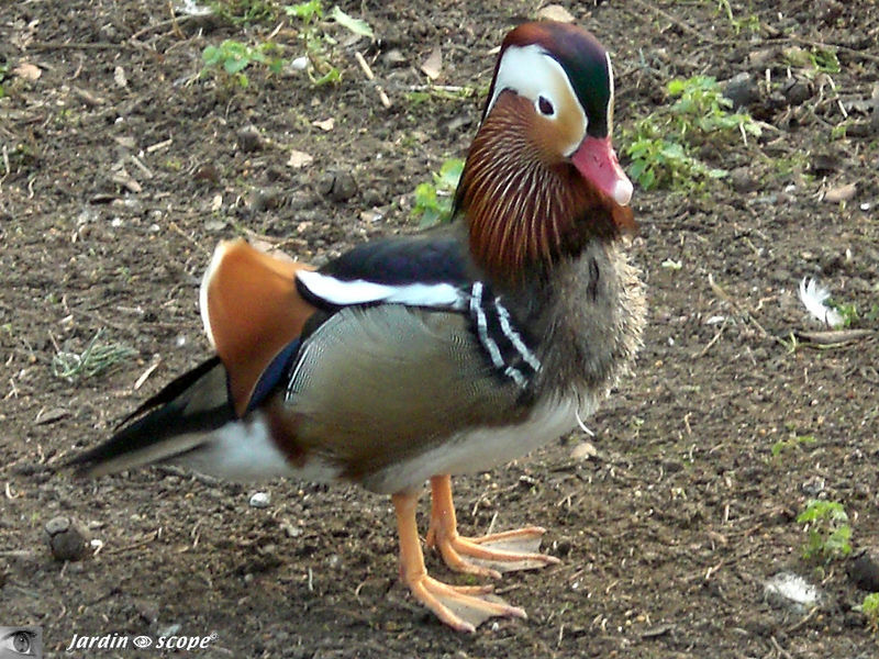 Aix galericulata • Canard mandarin