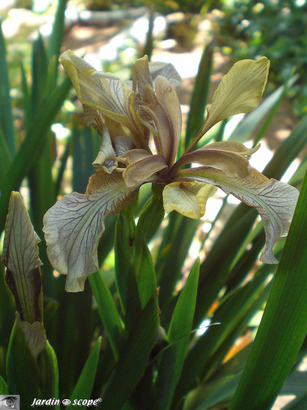 Un Iris foetidissima f. citrina issu de semis spontanés…!