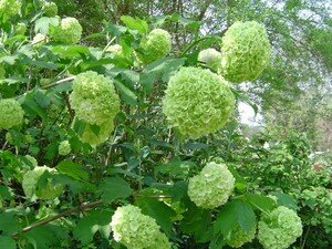 viburnum_opulus