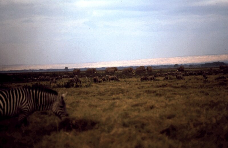 amboseli zebre g