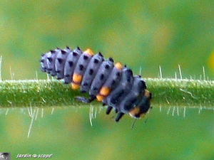 Larve_coccinelle