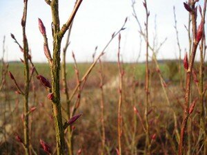 Soupe express betterave soja Soupe express betterave soja