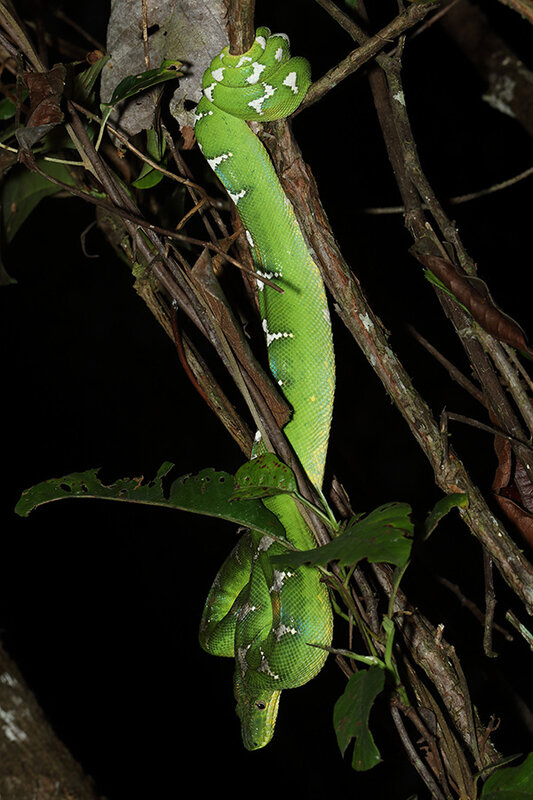 Corallus caninus