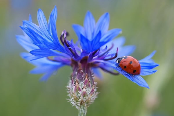 coccinelle_porte_bonheur