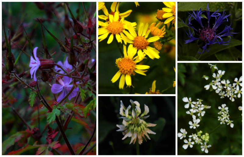 Collage fleurs by N°3 Jura 2014