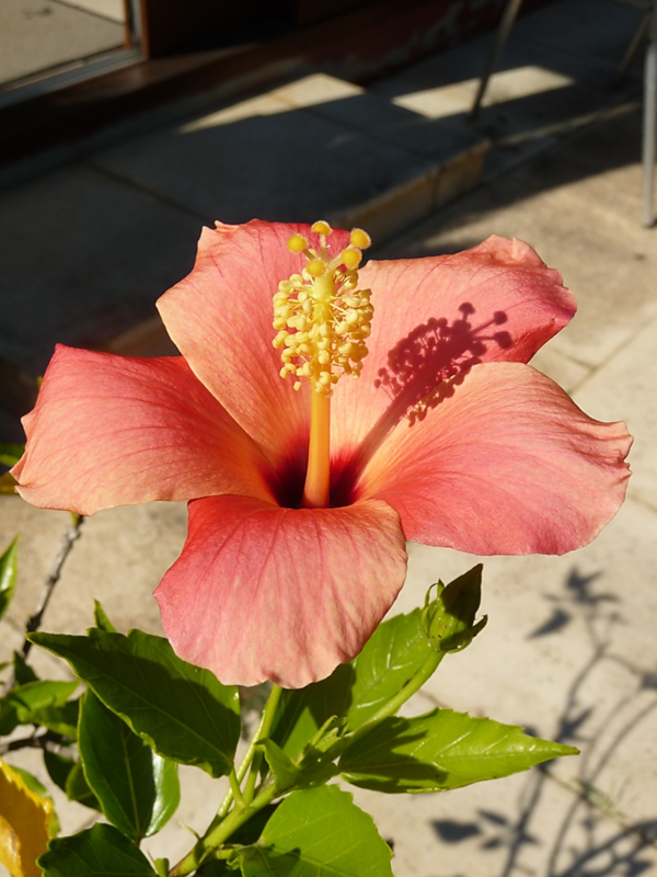 hibiscus 11