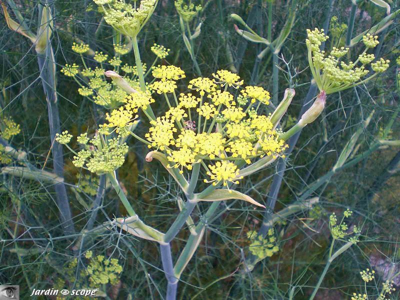 Fœniculum dulce DC. Mil. • Fenouil doux • F/ Apiaceae