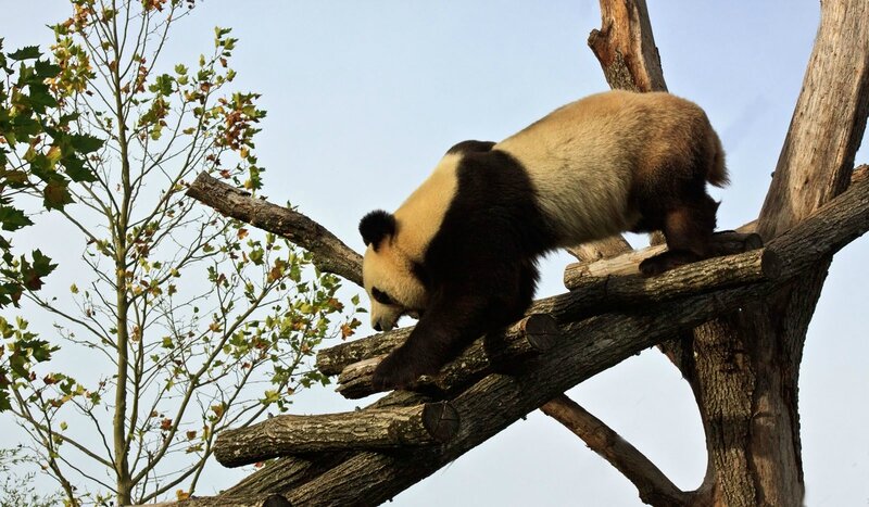 105-Panda Geant