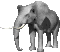 elephant_006