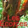 ÉCORCES DÉCORATIVES DES ARBRES ET ARBUSTES