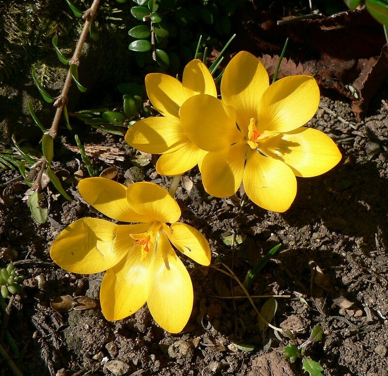 crocus