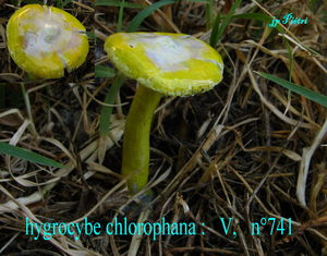 hygrocybe_chlorophana_n_741