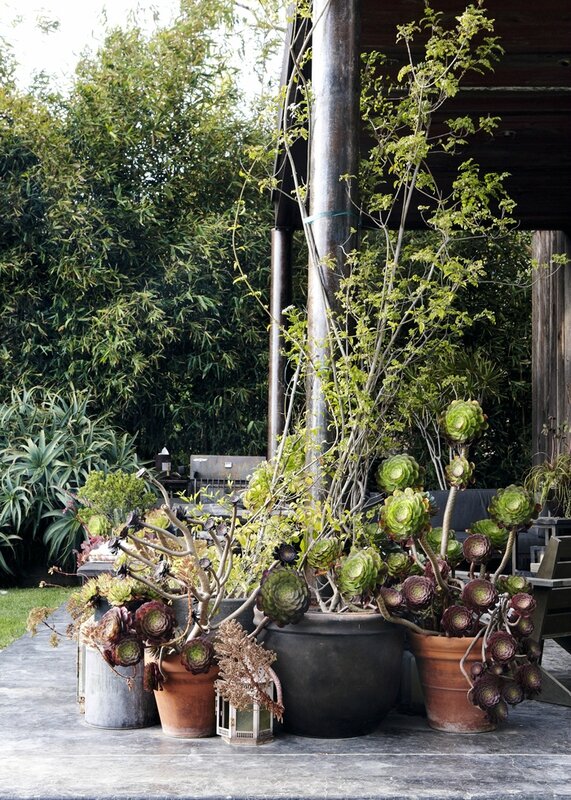 Tradgard-krukor-vaxter-122[1]