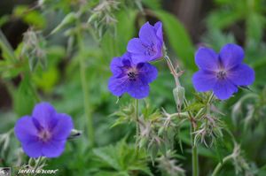 Geranium-Ph-Vapelle