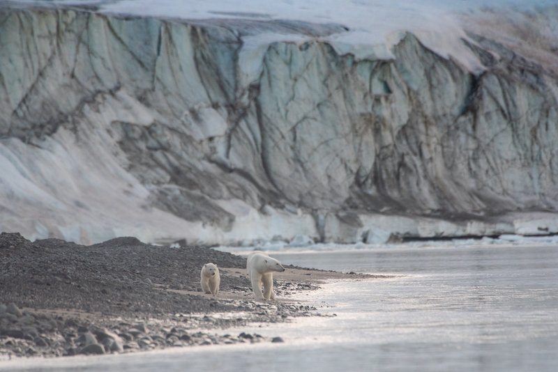 polarbear_jw_j-2_242afda1