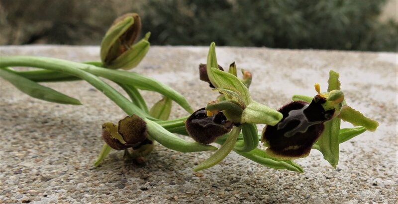 Ophrys pfegodes