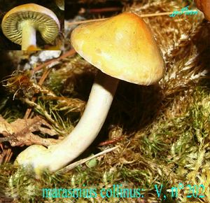 marasmius_collinus_n_202