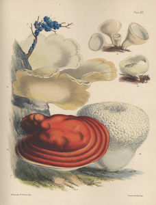 price_1_re_litho