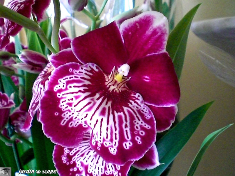 Exposition d'Orchidées 2009