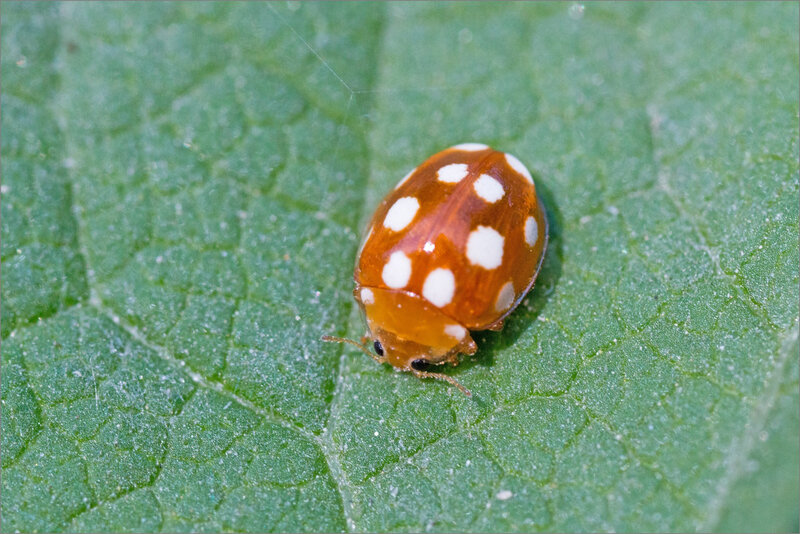 SM bardadane coccinelle orange 1 260718