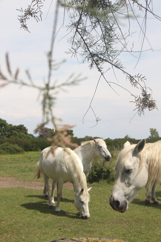 camargue_chevaux_blancs