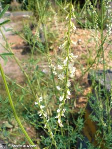 Melilotus albus 2