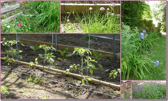 jardin 24 mai 20203