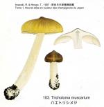 IH1 pl 146- 103 Tricholoma muscarium