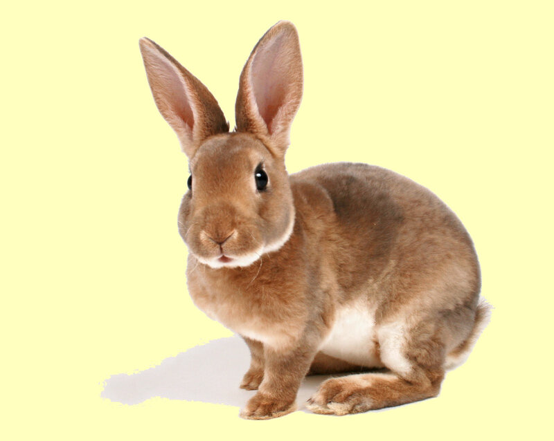 Lapin