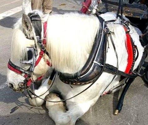 Cheval blessé