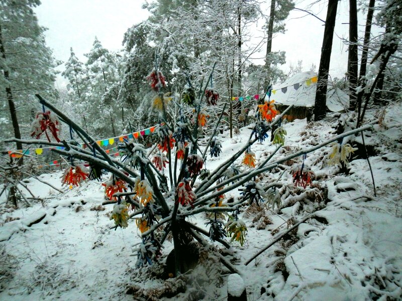 arbre multicolore sous la neige