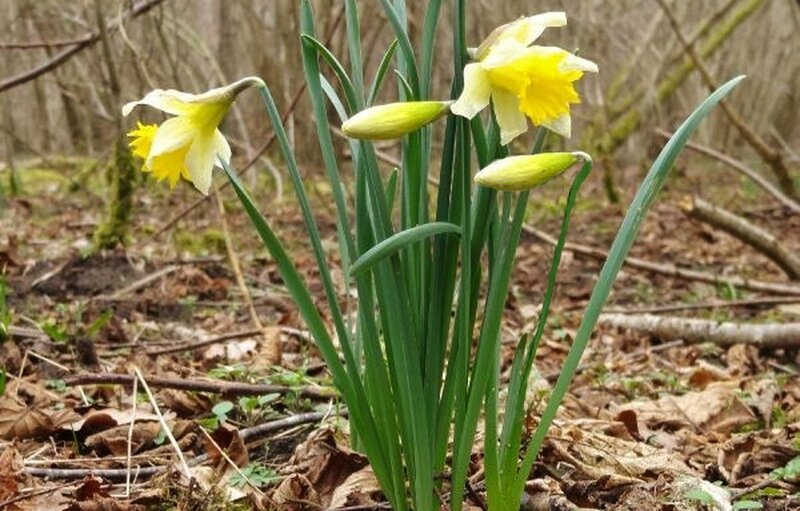 jonquilles mars 2015 (Copier)