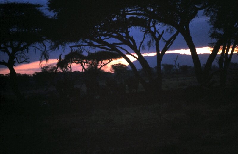 amboseli elephant j
