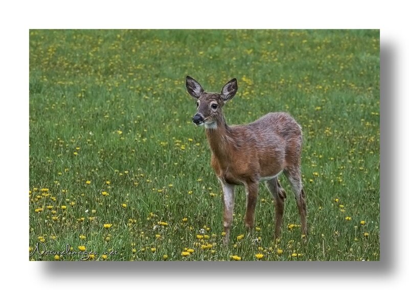 IMG_1439-naturelimages